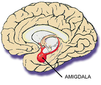 amígdala