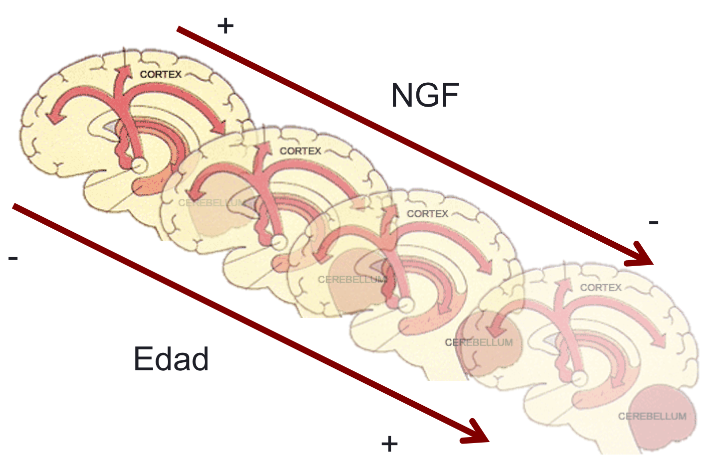 NGFedad
