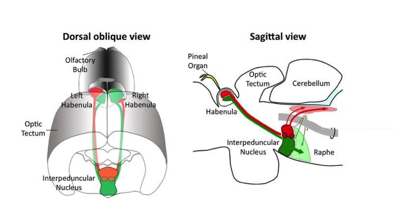 Localización del núcleo intrapeduncular (tomado de Agetsuma et al., 2010)
