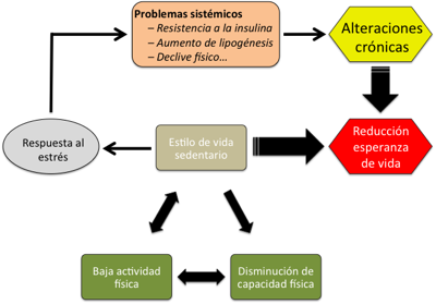 Un estilo de vida sedentario conduce a una disminución de la capacidad física y a una reducción de la actividad física, lo que crea un bucle que refuerza este sedentarismo, lo que al final deriva en una reducción de la esperanza de vida. Además, el sedentarismo afecta a la respuesta al estrés de las personas, lo que puede provocar alteraciones en el organismo que lleven a desarrollar alteraciones crónicas más severas, reduciendo así también la esperanza de vida.