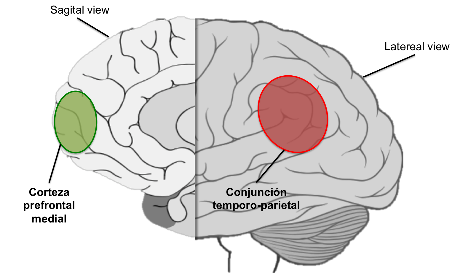 Vista lateral/sagital del cerebro, donde se puede ver la localización de las áreas identificadas en el estudio