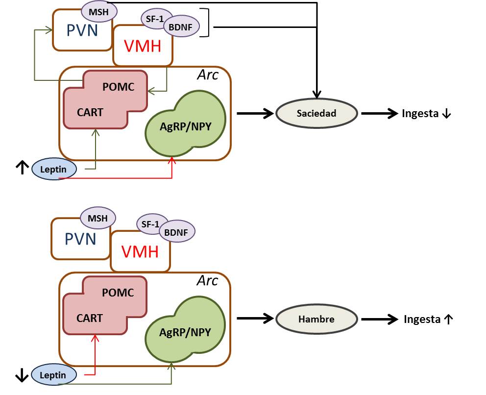 leptin1.1
