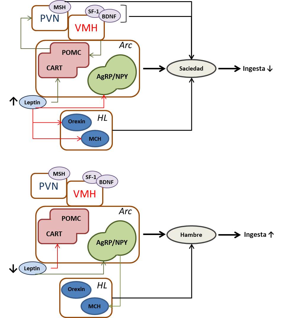 leptin1.2