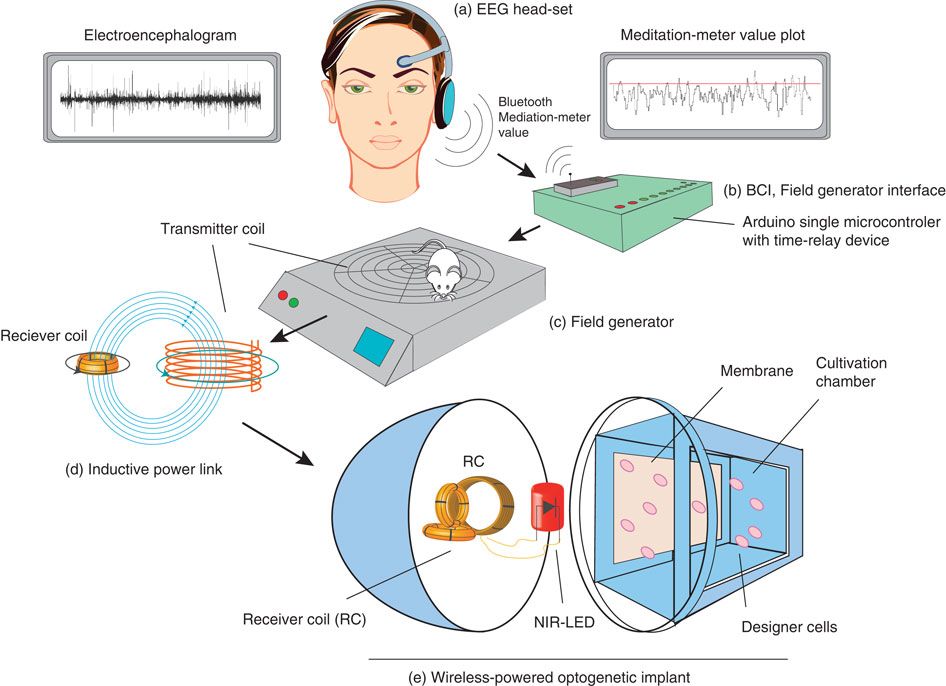 Esquema que muestra cómo el implante recoge la señal cerebral, la interpreta y la transforma en una señal eléctrica que ilumina un LED (Fuente: Folcheret al., 2014)