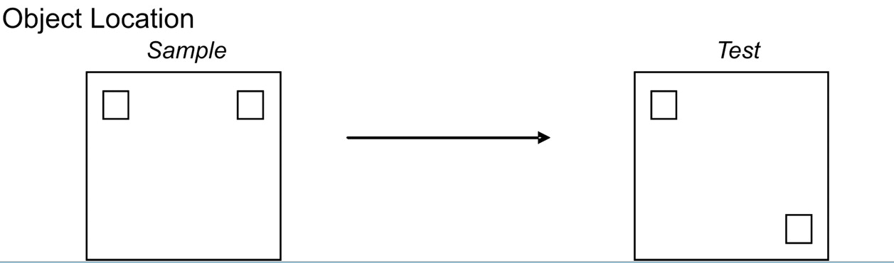 Esquema de la tarea de memoria espacial por reconocimiento de lugar (Fuente: Berker et al., 2007)