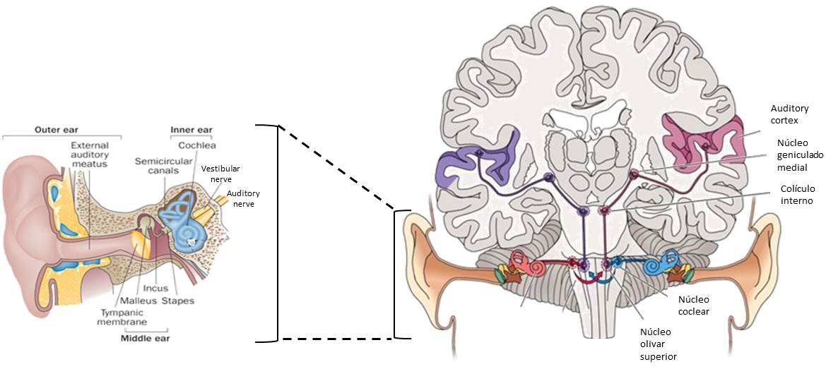 Esquema que muestra las distintas partes del canal auditivo y sus aferencias a distintas áreas de la corteza cerebral para el procesamiento de sonidos.