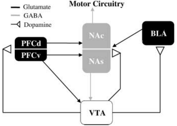 Modelo de rutas dopaminérgicas, glutamatérgicas y GAB Aérgicas implicadas en la inducción y expresión de la sensibilización conductual (Fuente: Vanderschuren y Kalivas, 2000)