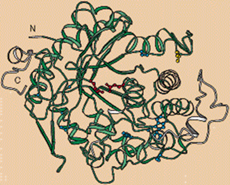 Estructura del gen KLOTHO (Fuente: Martin & Mian, 1997)