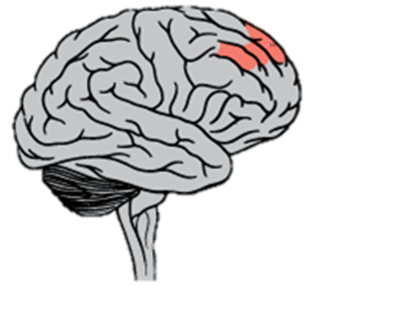 Localización del córtex prefrontal dorsolateral derecho