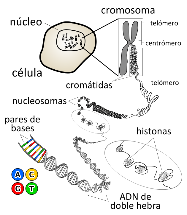 Situación del ADN dentro de la célula (Fuente: Wikipedia)