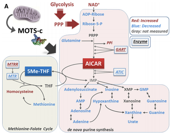 Modelo que muestra el mecanismo por el que la MOTS-c interactúa con el ciclo folato-metionina, aumenta los niveles de AICAR y activa la AMPK (Fuente: Lee et al., 2015).
