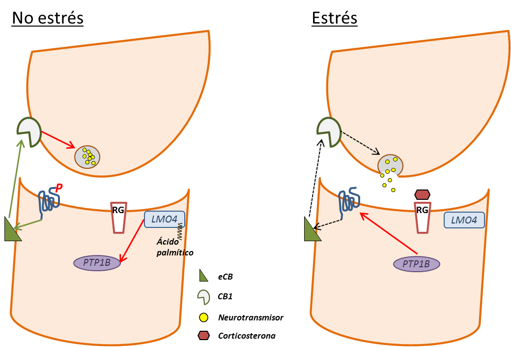 LMO4PTP1BeCB