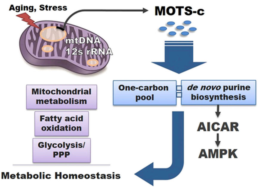 Modelo de la MOTS-c como péptido de señalización mitocondrial mitochondrial que regula la homeostasis energética (Fuente: Lee et al., 2015)