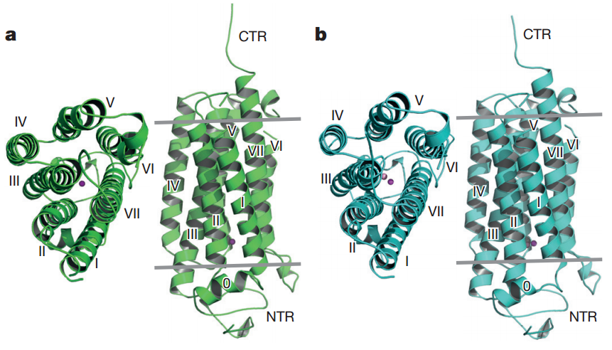 Visión general de los receptores a) ADIPOR1 y b) ADIPOR2 (Fuente: Tanabe et al., 2015)