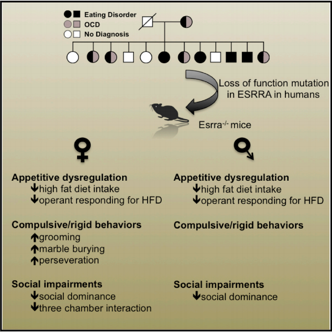 Mutaciones en el gen ERRalpha se han relacionado con el riesgo de padecer trastornos alimentarios. En ratones, la pérdida de este receptor provoca la aparición de conductas típicas de la anorexia nerviosa (Fuente: Cui et al., 2015)