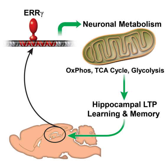 errgammabrain