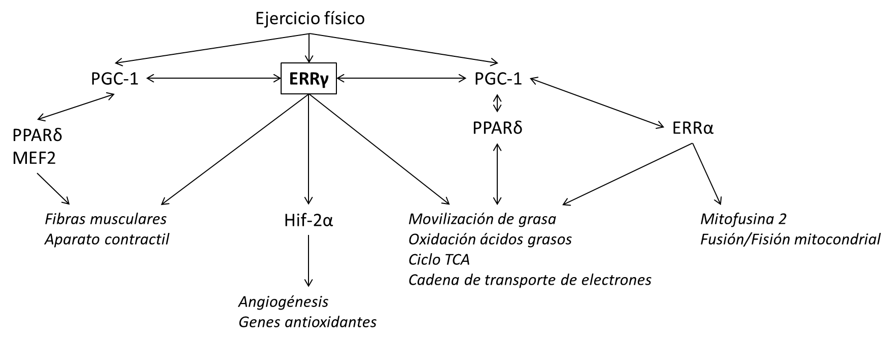 Esquema que muestra el papel central de EERy en la red de transcripción que regula la función en el músculo (Fuente: Rangwala SM, et al., 2010)