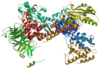 Estructura del complejo Arp2/3
