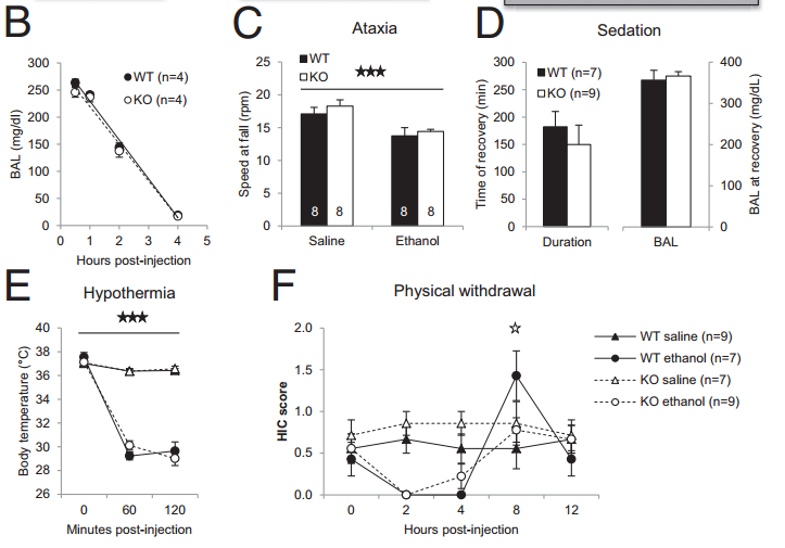 Diferencias entre ratones carentes de GIRK3 (KO, blanco) y control (WT, negro) en (B) niveles de etanol en sangre, (C) pérdida de equilibrio, (D) somnolencia, (E) temperatura corporal y (F) excitabilidad por retirada (Fuente: Herman et al., 2015) 