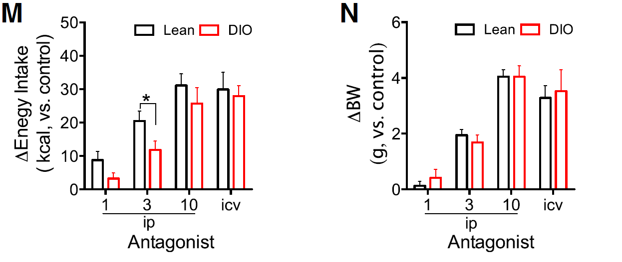 Cambios en la ingesta (M) y el peso corporal (N) tras seis días de administración de ARL. Blanco = ratones cotrol; Rojo = raontes obesos por dieta (Fuente: Ottaway et al., 2015)