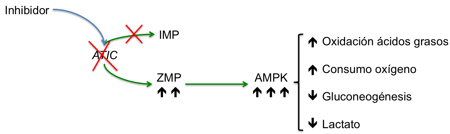 La inhibición de ATIC causa un eumento intracellular de ZMP que activa el AMPK y sus respectivas cascadas metabólicas (adaptado de Asby et al., 2015)