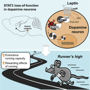 Explicación gráfica de la función moduladora de la leptina sobre la dopamina a través de la expresión de STAT3 en el VTA (Fuente: Fernandes et al., 2015)