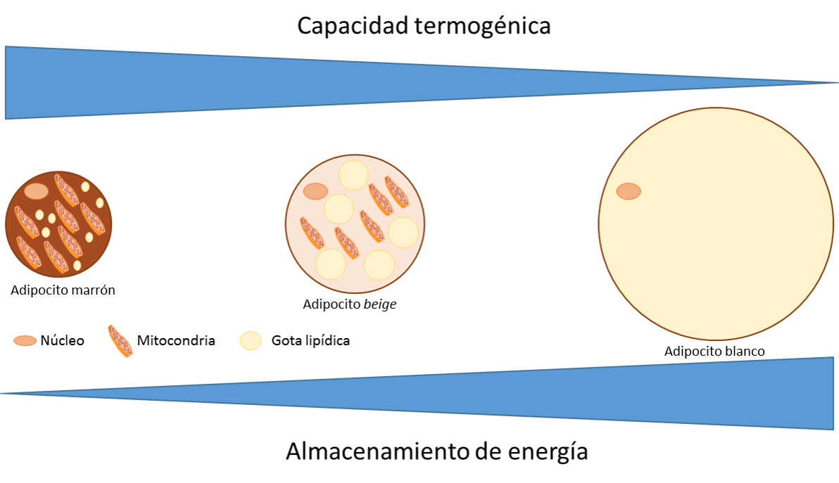marronblancaparda