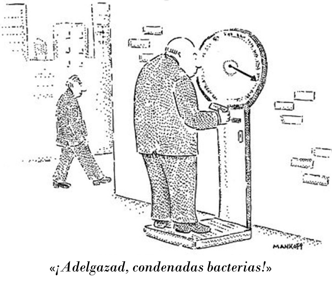 pesobacteria